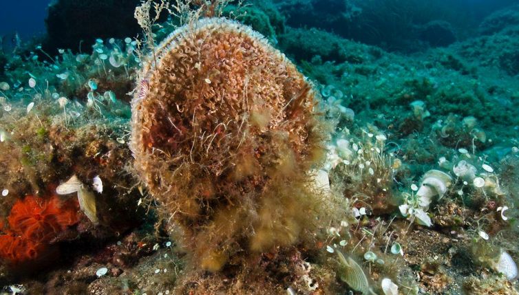 Sorpresa nel mare italiano: spunta lui. Si credeva estinto