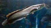 Pesce "predatore" in un lago italiano: scatta l’allarme