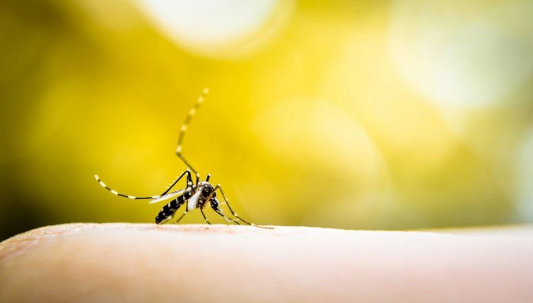 Cosa sapere sulle punture di pappatacio