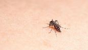 Febbre Dengue, nuovi casi in Italia: quali sono i sintomi