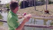 Caldo: Belgio, zoo decide misure speciali per proteggere gli animali