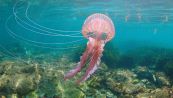 Quali sono le specie di meduse più diffuse nel Mediterraneo