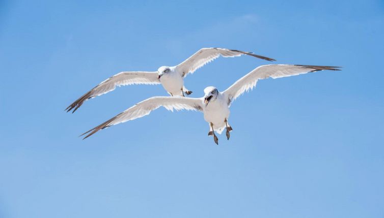 Allarme attacchi gabbiani: come evitarli e difendersi