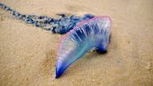 Allarme Caravella Portoghese in Italia: medusa tra le più pericolose dell’uomo