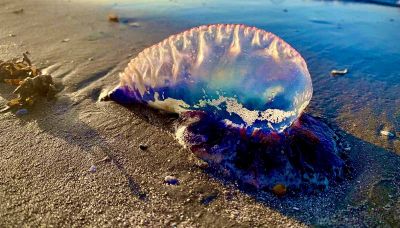 La “medusa killer” che sta invadendo i nostri mari