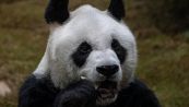 Addio al panda più vecchio del mondo