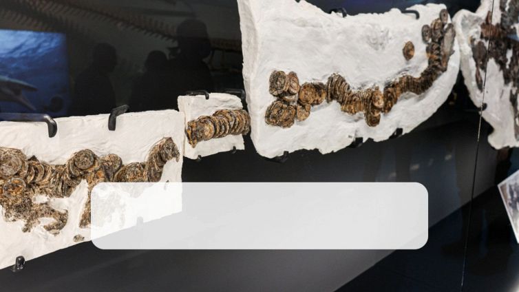Fossile di squalo in una fattoria: la scoperta