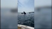 Paura a bordo: la balena colpisce la barca