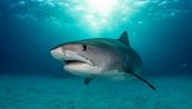 Allarme squali in Italia, tutti gli ultimi avvistamenti del 2022