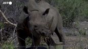 Kenya, l'amicizia tra una ranger e un cucciolo di rinoceronte