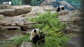 Yuan Dudu e Huan Lili star dello zoo di Beauval, i due panda compiono un anno