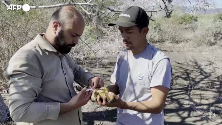 Isole Galapagos, iguane terrestri si riproducono a un secolo dalla loro scomparsa