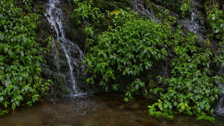 Silent Trail, il fascino unico del primo "sentiero silenzioso" al mondo