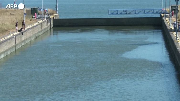 Francia, poche le speranze di salvare il beluga bloccato nella Senna