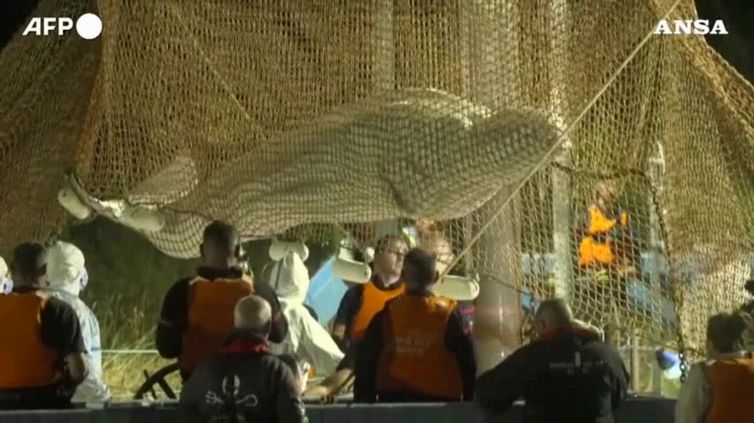 Francia, rimosso il beluga arenato nella Senna