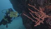 Mediterraneo tropicale, caldo uccide coralli e pesci