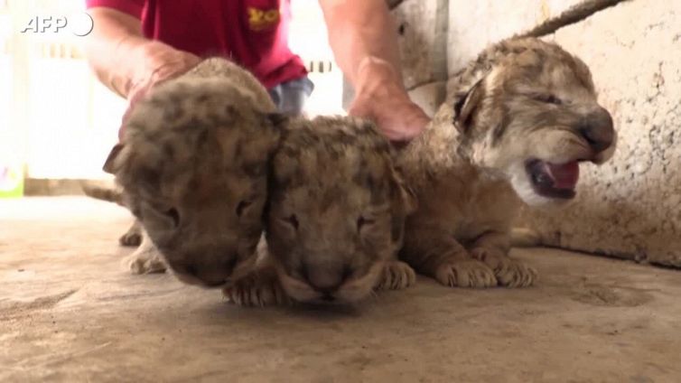 Lo zoo di Gaza festeggia la nascita di tre leoncini
