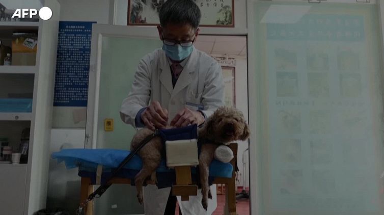 Cina, l'agopuntura anche a cani e gatti