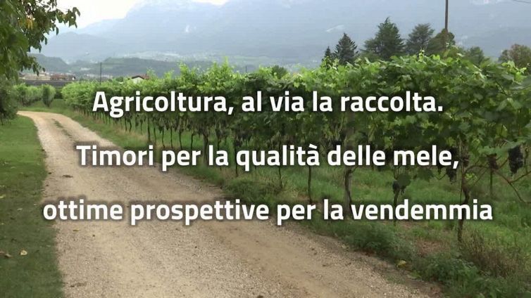 Calo dei guadagni per le mele, ma ottime prospettive per la vendemmia
