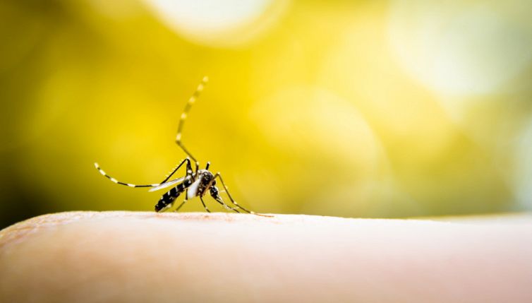 Zanzare, se mangi questi alimenti potresti non essere punto