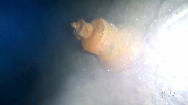 L'incredibile scoperta sul fondale oceanico