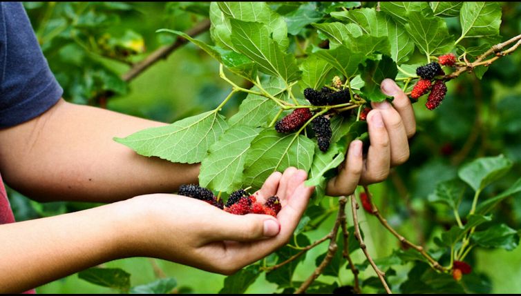 Vuoi aria pulita e frutti buoni? Pianta questo albero