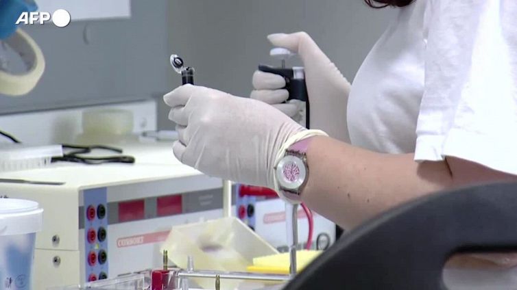 Primo embrione sintetico di topo con cuore che batte