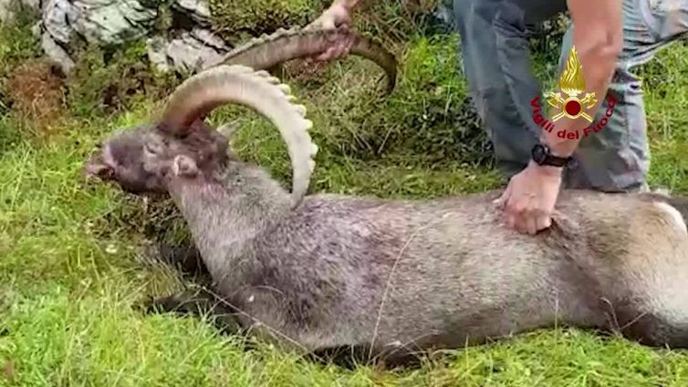 Uno stambecco ingoia una scatoletta di tonno e rischia di morire