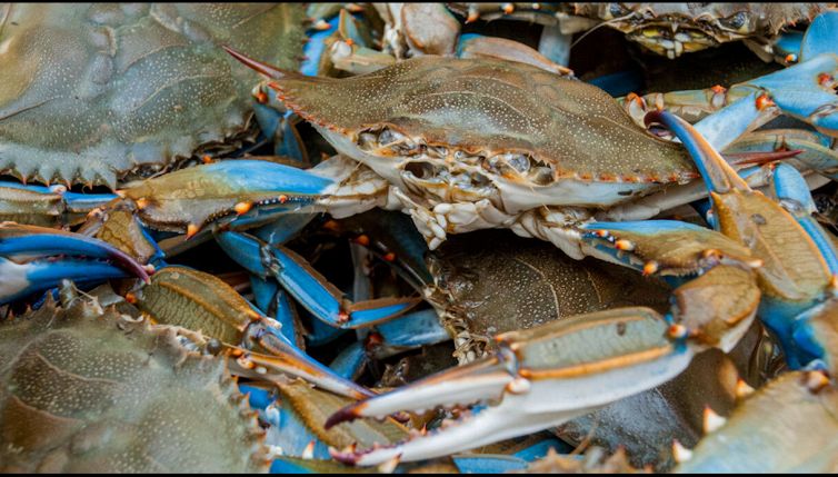 La specie “aliena” diventata prelibatezza