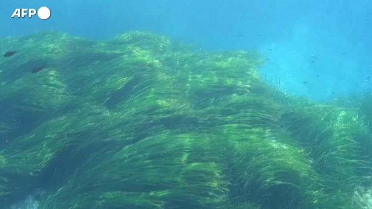 Il mar Mediterraneo invaso da 200 specie esotiche in 130 anni