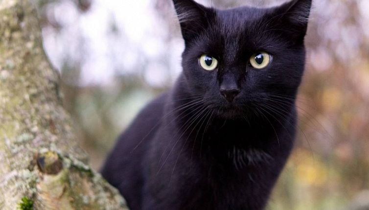 Gatto con tre zampe scappa e prende l’autobus, l’epilogo ha dell’incredibile