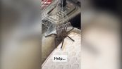Trova ragno gigante in auto, chiede aiuto su TikTok