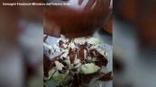 Siria, sequestro di droga Captagon in forma di ciotole da hummus