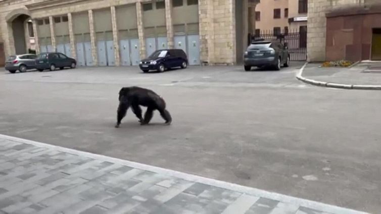Bombardano lo zoo: lo scimpanzé fugge e poi torna in bici