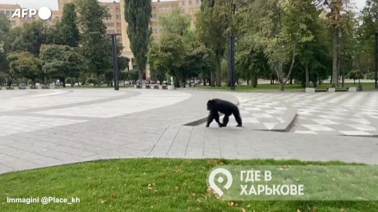 Lo scimpanze' Chichi fugge dallo zoo di Kharkiv