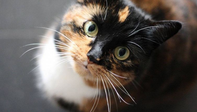 Il comportamento di questa gatta ha dell'incredibile, il motivo