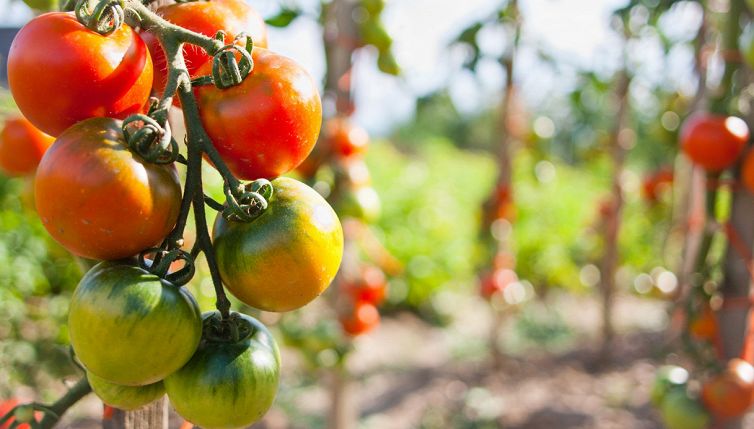 Pomodori, trucco veloce per farli maturare in un pomeriggio