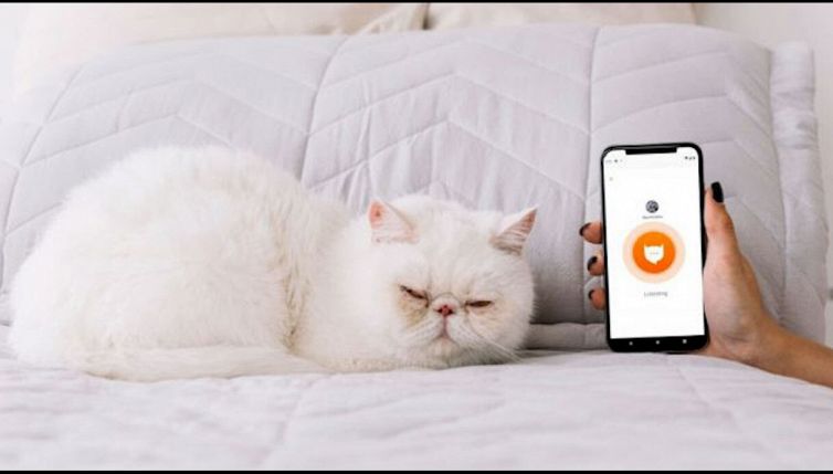 L'app che traduce in parole i miagolii del tuo gatto
