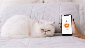 L'app che traduce in parole i miagolii del tuo gatto