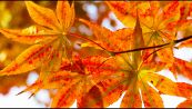 Perché le foglie cambiano colore in autunno