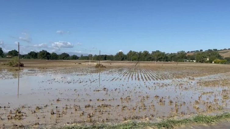 Maltempo nelle Marche, agricoltore: "A Pianello situazione drammatica"