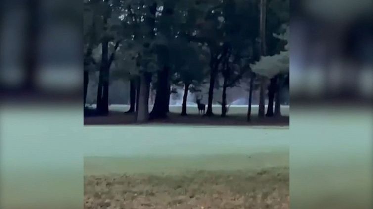 Monza, maestoso cervo ricompare nel parco della Villa Reale