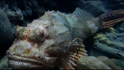 Sembra innocuo ma è pericolosissimo: dove vive questo pesce
