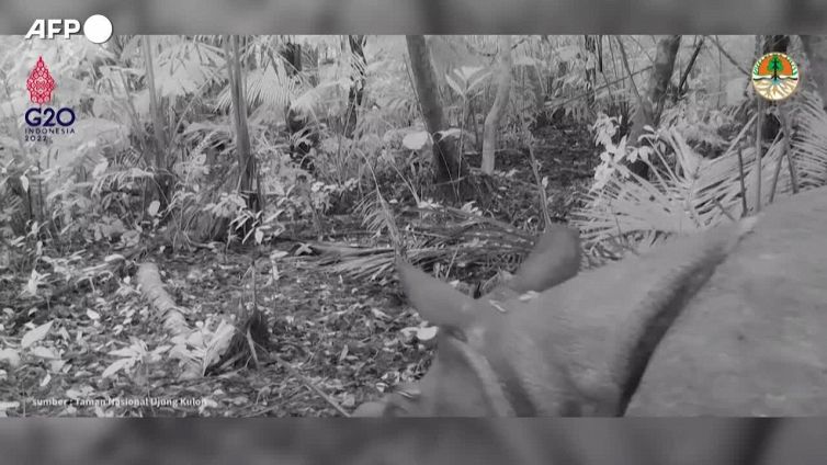 Indonesia, sull'isola di Giava le immagini del rinoceronte piu' raro al mondo