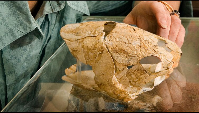 Dalla terra emerge un ritrovamento unico: di cosa si tratta