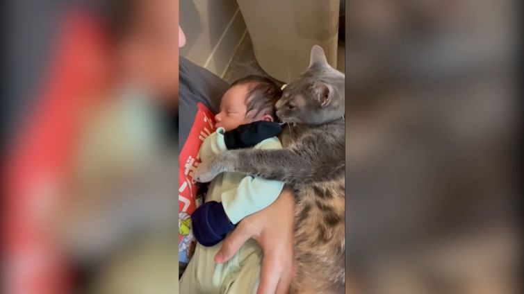 La gattona coccola il bimbo appena nato: la scena è tenerissima