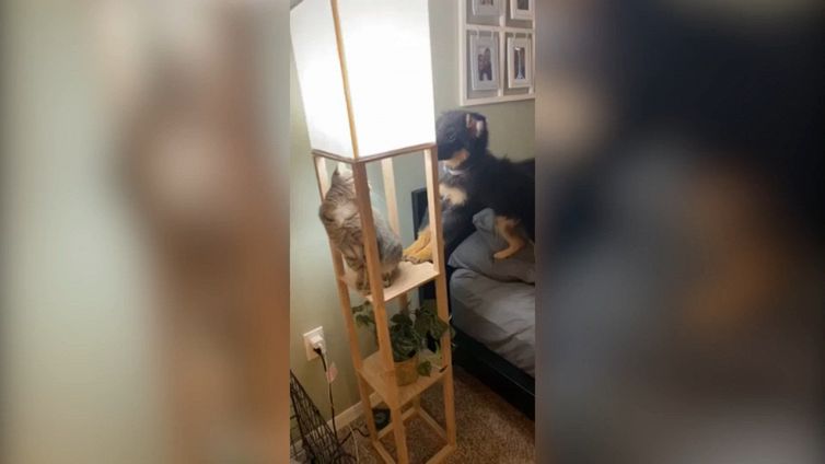 Il cane dispettoso: lo scherzo al gatto è tutto da ridere