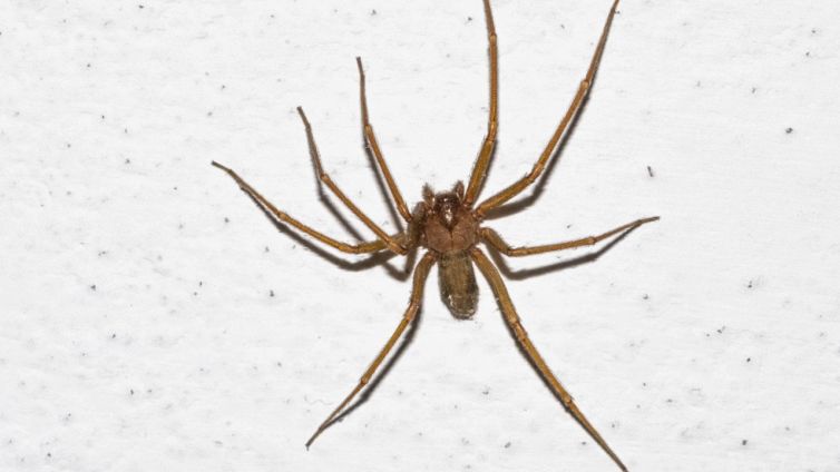 Allarme ragno violino a Roma: cosa c'è da sapere