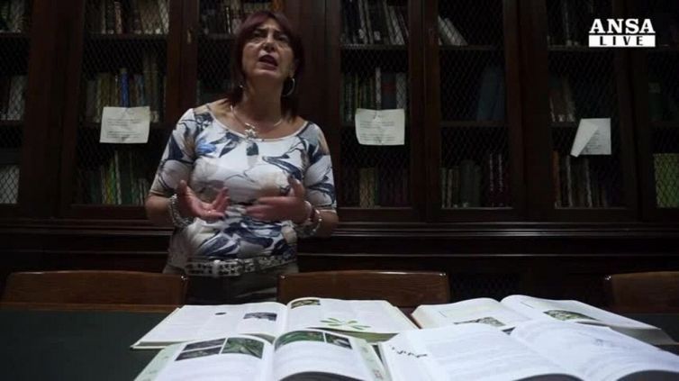 Che cos'è la mandragora (o mandragola)