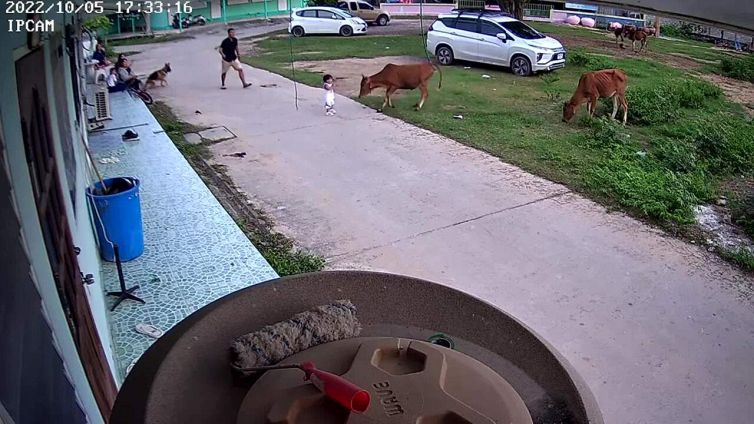 L'eroica cagnolina salva la bimba dal toro